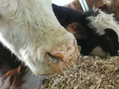 养牛最害怕口蹄疫，这些方法要试一下！